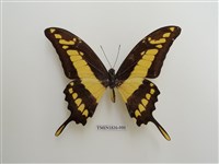 藏品(外國蝴蝶)的圖片